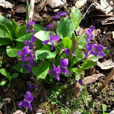 Фотокаталог растений: Фиалка душистая (Viola odorata)