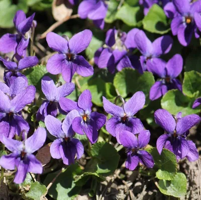Вертикордия — Фиалка душистая (Viola odorata)