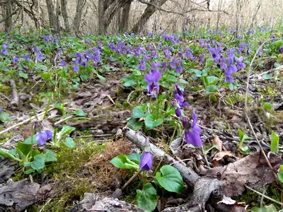 Фиалка душистая (Viola odorata 'Alba') - купить саженцы в Минске и Беларуси