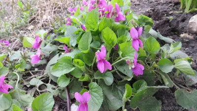 Вертикордия — Фиалка душистая (Viola odorata)