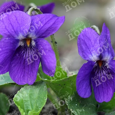 Фиалка душистая \"Миракл Ред\" (Viola odorata \"Miracle Red\")