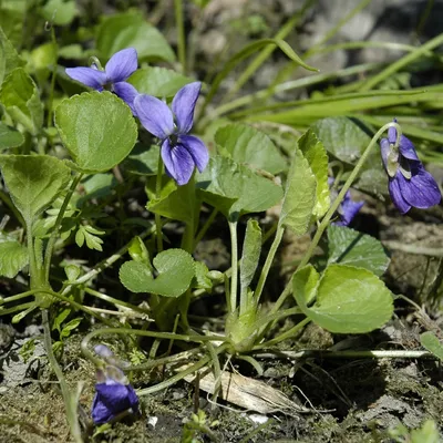 Фиалка душистая \"Миракл Ред\" (Viola odorata \"Miracle Red\")