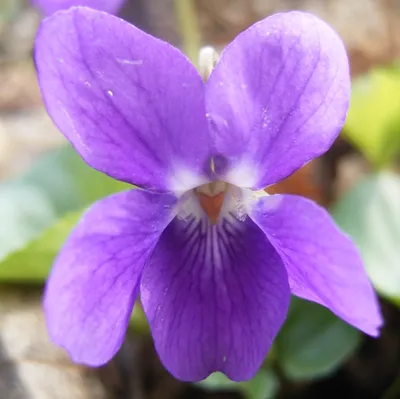 Фиалка душистая Viola odorata растение (ID#523953075), цена: 40 ₴, купить  на Prom.ua