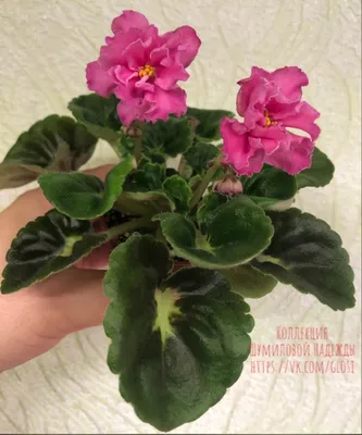 Live House Plant Frilled Ruffled Bloom Harmonys African Violet RS Forest  Lace Garden 4 Flower Potted Gift - Etsy