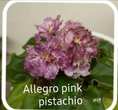 Цветок фиалка сенполия домашняя розовая с зеленой каймой Stock Photo |  Adobe Stock