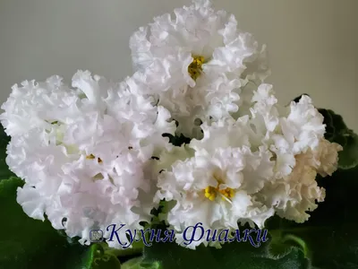 АВ-779-7, сеянец. | Фиалки, Сенполия, Красивые цветы