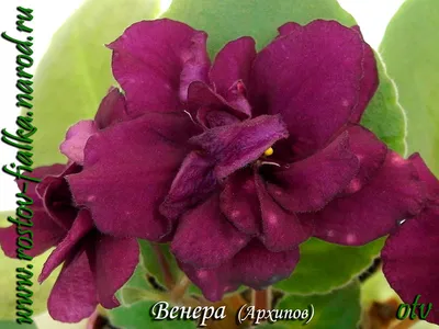 Фиалки (Saintpaulia ionantha) - 2. тема для любителей фиалок - Страница 62  - Растения - Diesel Forum - Страница 62