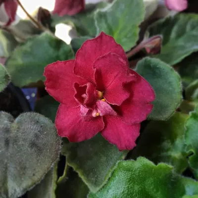 Vibrant Red Semi-Double Flowers