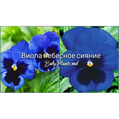 ГЛАДИАТОР F1 / GLADIATOR F1 – Тыква, Clause купить в Украине - цена, фото,  отзывы | Agrolife