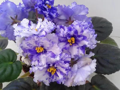 Repost african.violet.sell Blue Dragon 30 تومان #بنفشه_آفریقایی  #بنفشه_آفريقايي #africanviolets #фиалка #fialki | African violets, Flower  pots, Instagram posts