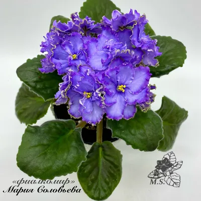 Центр Фиалки - Фиалка Blue Dragon (P. Sorano).  #VDNH#flowers#ВДНХ#цветы#ЦентрФиалки#CentrFialki#violet#senpolia #фиалки # фиалка  #узамбарскаяфиалка#стрептокарпус#streptocarpus#сортовыефиалки#орхидея#orchid#хойя#hoya#фуксия#fuchsia#пеларгония#герань  ...