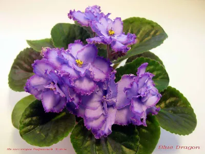 Фиалка Голубой Дракон | Violet plant, African violets plants, African  violets