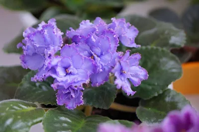 Blue Dradon. My beautiful African Violet. - YouTube