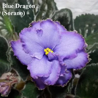 Фиалка Blue Dragon