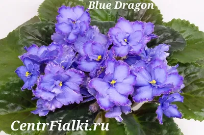 Blue Dragon (LLG/P.Sorano) - Страница 13 - Форум цветоводов Фрау Флора