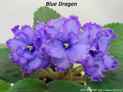 Blue Dragon (Lyndon Lyon Greenhouses/P. Sorano) • Фиалочный Островок. Форум  цветоводов и фиалководов