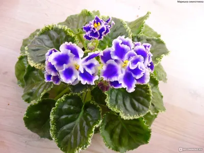 Фиалка Голубой Дракон | Violet plant, African violets plants, African  violets