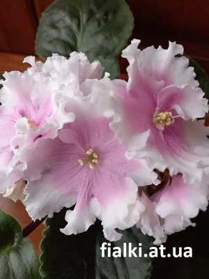 Комнатный цветок \"Фиалка Ориентал\" купить по низкой цене в  интернет-магазине kashpo.store