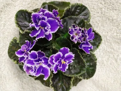 Комнатный цветок \"Фиалка Хелена\" купить по низкой цене в интернет-магазине  kashpo.store