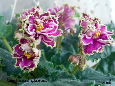 Фиалка каменный цветок (Большое количество фото) - treepics.ru