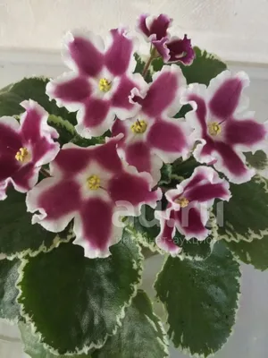 ЛЕ- Карусель | African violets, African, Plants