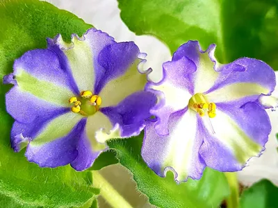 Фиалка-химера «Kilauea» №237 — Flowers Flora