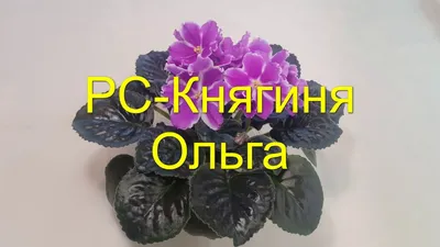 ВВ-Княгиня Ольга