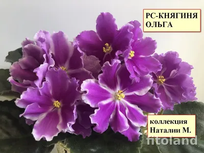 Фиалки Репкиной С. (РС)