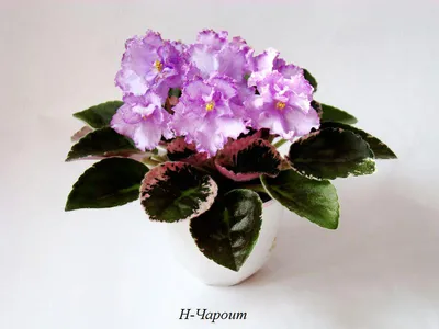 Архивы Semiminiatures and Miniatures Russian and Ukrainian Varieties - Page  22 of 25 - VIOLETVIOL PLANTS COLLECTION