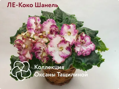 Фиалка ЛЕ-Коко Шанель