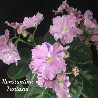 Konstina Fantasy [Morev] /Костина Фантазия • K. Morev • Large simple,  semi-double star with wavy pink and mauve, and around th… | Цветочные  горшки, Сенполия, Фиалки