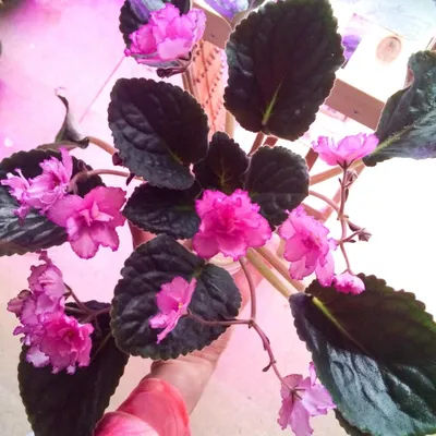 Сортовая цветущая фиалка Kris – купить в Нижнем Новгороде, цена 150 руб.,  продано 4 июня 2019 – Растения и семена