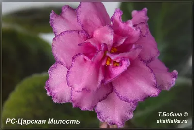 фиалка Kris D. Ferguson Sorte Kris Usambaraveilchen african-violet  saintpaulia - YouTube