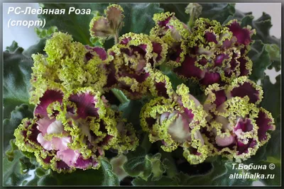 Фиалка Ледяная роза - 73 фото