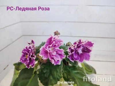 Фиалка Ледяная роза – купить в Зеленограде, цена 70 руб., продано 21  октября 2018 – Растения и семена
