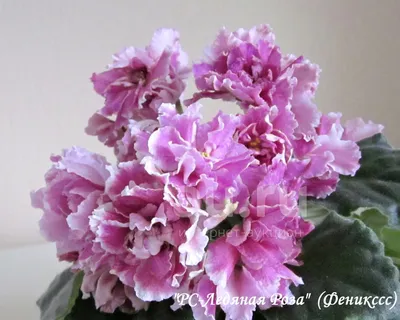 Фиалка РС-Ледяная Роза