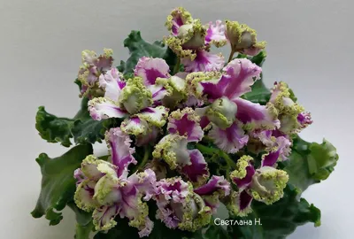 Ледяная роза фиалка (Много фото) - treepics.ru