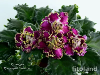 Фиалка РС \"Ледяная роза\": описание сорта, фото спортов, уход и выращивание.