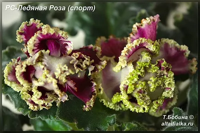 Фиалка РС-Ледяная Роза