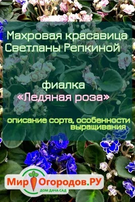 РС-Ледяная Роза (люкс) - Фиалки на Алтае