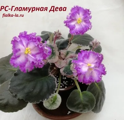 РС-Ледяная Роза “RS-Ledyanaya Roza” - My African Violets | Facebook