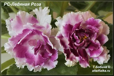 РС-Ледяная Роза (С.Репкина) • Фиалочный Островок. Форум цветоводов и  фиалководов