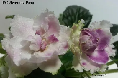 Фиалка сорт РС-Ледяная Роза