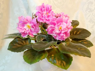 Фиалка Emerald Pink – Фиалки и глоксинии Надежды Шумиловой