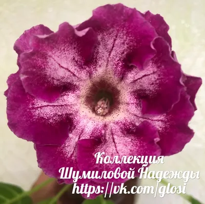 Фиалка РС-Ледяная Роза