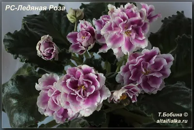 РС-Ледяная Роза | Çiçek, Bi̇tki̇