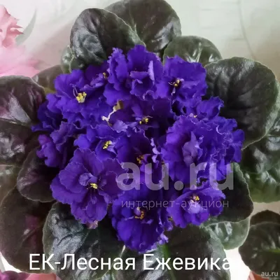 Фиалка ЕК-Лесная ежевика - детка . — купить в Красноярске. Горшечные  растения и комнатные цветы на интернет-аукционе Au.ru