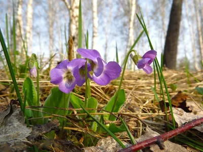 Фиалки самого темного цвета • Фиалочный Островок. Форум цветоводов и  фиалководов