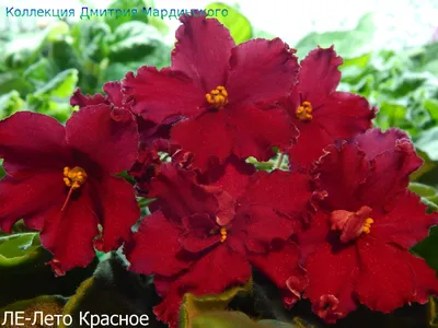 ЛЕ-Лето Красное | African violets, Saintpaulia, Beautiful flowers