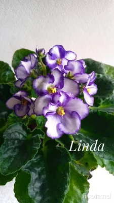 Фиалка Linda